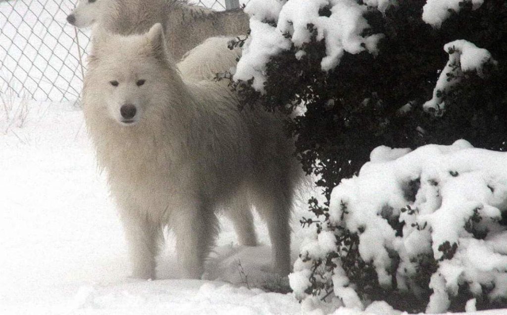 Samoyedos 13